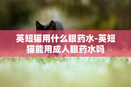 英短貓用什么眼藥水-英短貓能用成人眼藥水嗎
