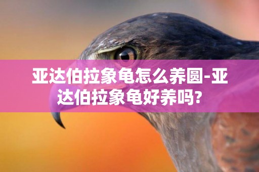 亞達伯拉象龜怎么養圓-亞達伯拉象龜好養嗎?