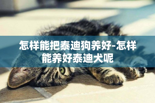 怎樣能把泰迪狗養好-怎樣能養好泰迪犬呢