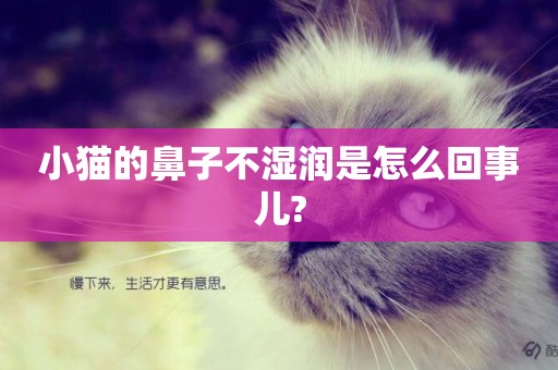小貓的鼻子不濕潤是怎么回事兒?