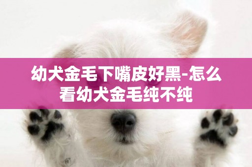 幼犬金毛下嘴皮好黑-怎么看幼犬金毛純不純