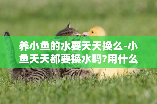 養小魚的水要天天換么-小魚天天都要換水嗎?用什么樣的水養才好呢?