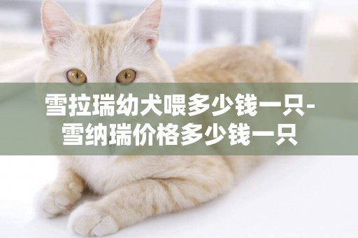 雪拉瑞幼犬喂多少錢一只-雪納瑞價格多少錢一只