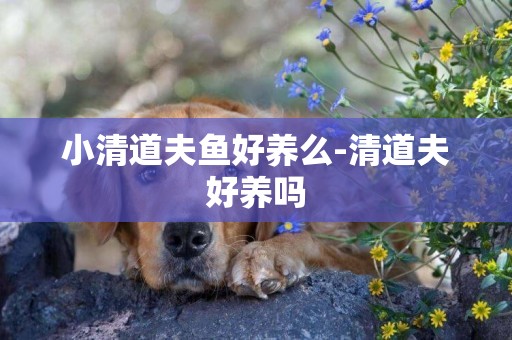 小清道夫魚好養么-清道夫好養嗎