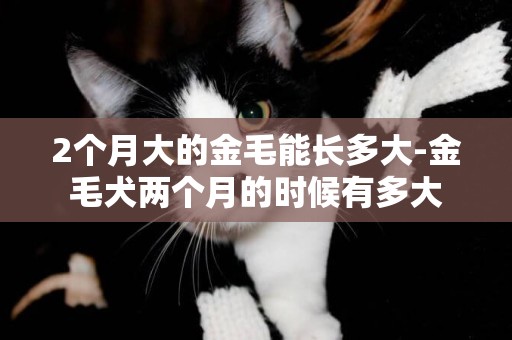 2個月大的金毛能長多大-金毛犬兩個月的時候有多大