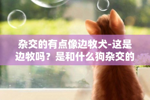 雜交的有點像邊牧犬-這是邊牧嗎？是和什么狗雜交的？謝謝告知