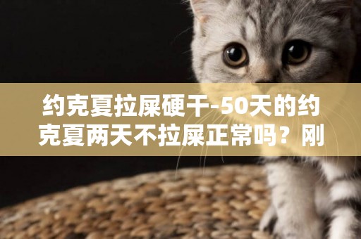 約克夏拉屎硬干-50天的約克夏兩天不拉屎正常嗎？剛帶回家4天