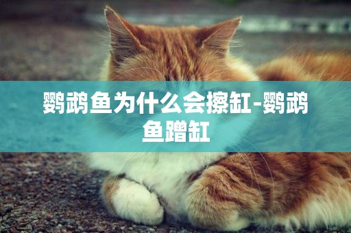 鸚鵡魚為什么會擦缸-鸚鵡魚蹭缸