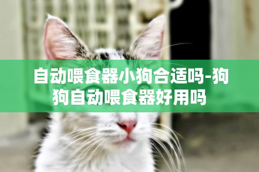 自動喂食器小狗合適嗎-狗狗自動喂食器好用嗎