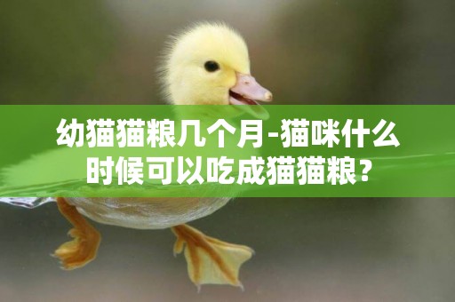 幼貓貓糧幾個月-貓咪什么時候可以吃成貓貓糧？