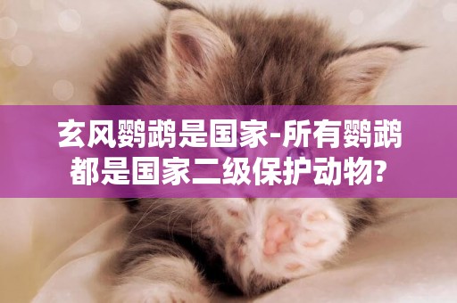 玄風鸚鵡是國家-所有鸚鵡都是國家二級保護動物?