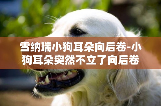雪納瑞小狗耳朵向后卷-小狗耳朵突然不立了向后卷