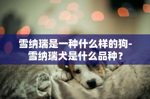 雪納瑞是一種什么樣的狗-雪納瑞犬是什么品種？