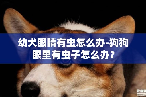 幼犬眼睛有蟲怎么辦-狗狗眼里有蟲子怎么辦？