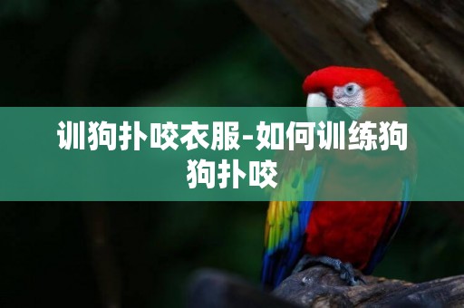 訓狗撲咬衣服-如何訓練狗狗撲咬