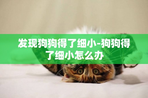 發現狗狗得了細小-狗狗得了細小怎么辦