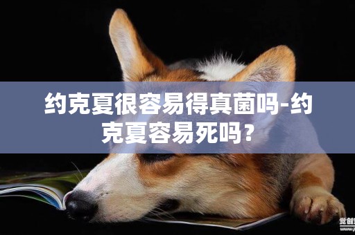約克夏很容易得真菌嗎-約克夏容易死嗎？