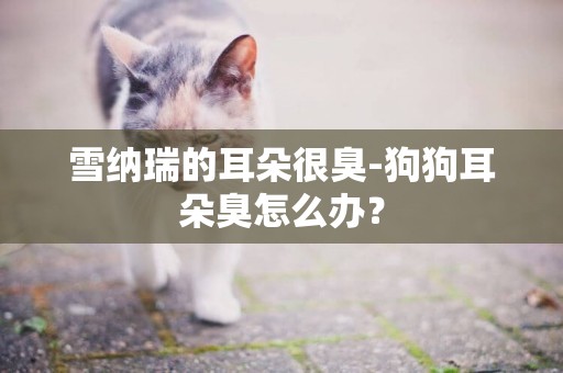 雪納瑞的耳朵很臭-狗狗耳朵臭怎么辦？