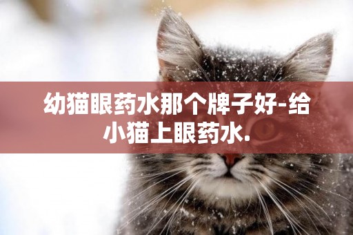 幼貓眼藥水那個牌子好-給小貓上眼藥水.