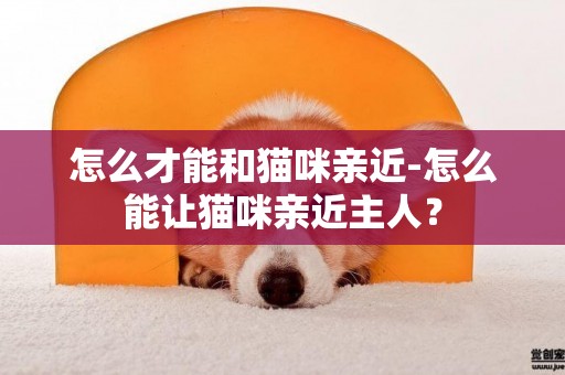 怎么才能和貓咪親近-怎么能讓貓咪親近主人？