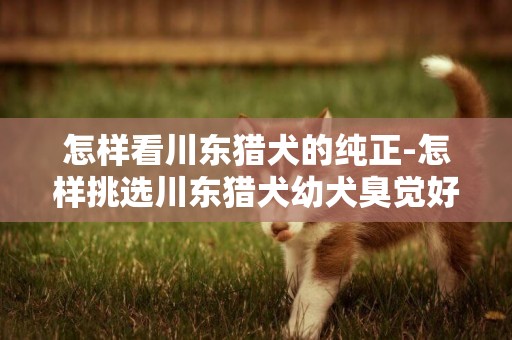 怎樣看川東獵犬的純正-怎樣挑選川東獵犬幼犬臭覺好