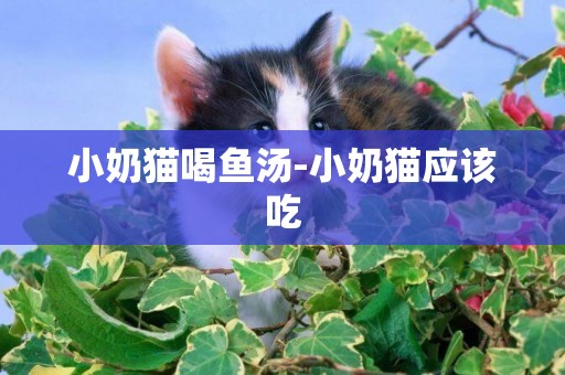 小奶貓喝魚湯-小奶貓應該吃