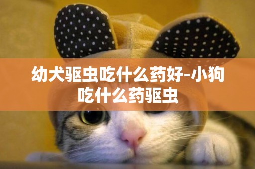 幼犬驅蟲吃什么藥好-小狗吃什么藥驅蟲