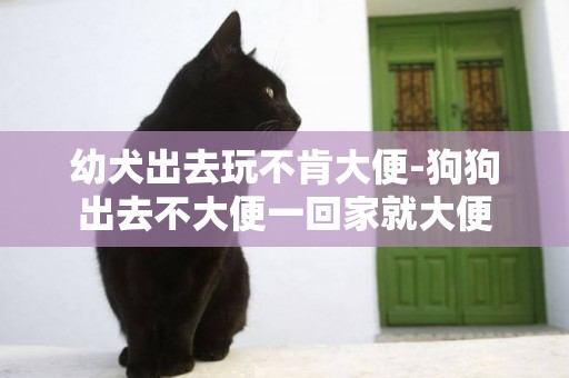 幼犬出去玩不肯大便-狗狗出去不大便一回家就大便