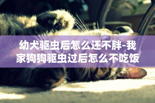 幼犬驅蟲后怎么還不胖-我家狗狗驅蟲過后怎么不吃飯