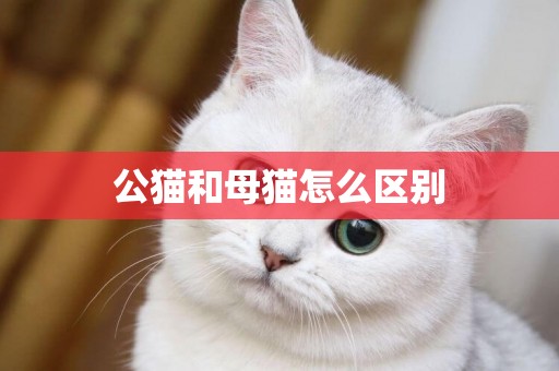 公貓和母貓怎么區別