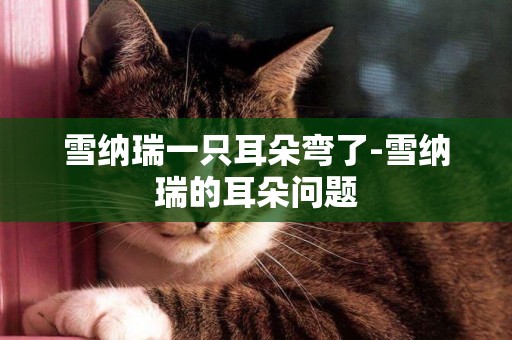 雪納瑞一只耳朵彎了-雪納瑞的耳朵問題