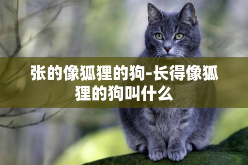 張的像狐貍的狗-長得像狐貍的狗叫什么