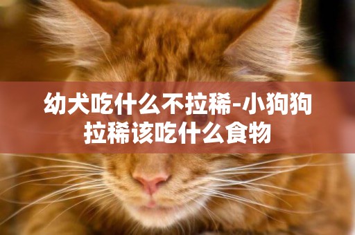 幼犬吃什么不拉稀-小狗狗拉稀該吃什么食物