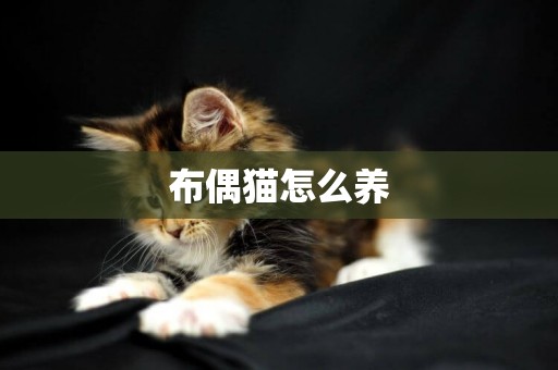 布偶貓怎么養