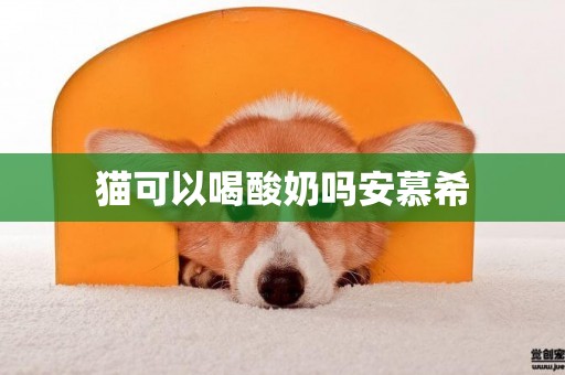 貓可以喝酸奶嗎安慕希