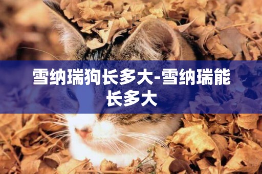 雪納瑞狗長多大-雪納瑞能長多大