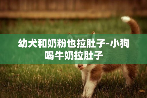 幼犬和奶粉也拉肚子-小狗喝牛奶拉肚子