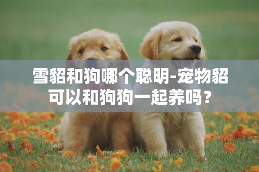 雪貂和狗哪個聰明-寵物貂可以和狗狗一起養嗎？
