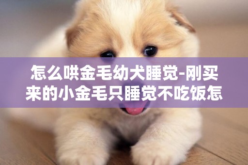 怎么哄金毛幼犬睡覺-剛買來的小金毛只睡覺不吃飯怎么辦