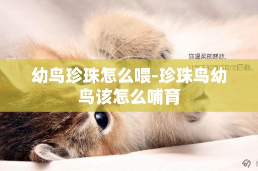 幼鳥珍珠怎么喂-珍珠鳥幼鳥該怎么哺育