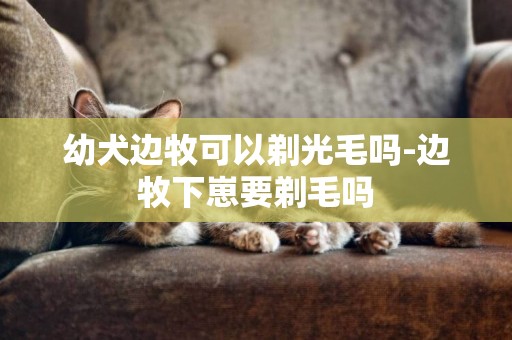 幼犬邊牧可以剃光毛嗎-邊牧下崽要剃毛嗎