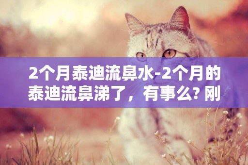 2個月泰迪流鼻水-2個月的泰迪流鼻涕了，有事么? 剛開始流
