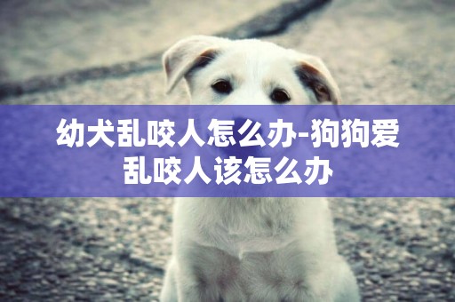 幼犬亂咬人怎么辦-狗狗愛亂咬人該怎么辦
