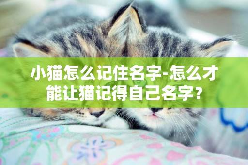 小貓怎么記住名字-怎么才能讓貓記得自己名字？