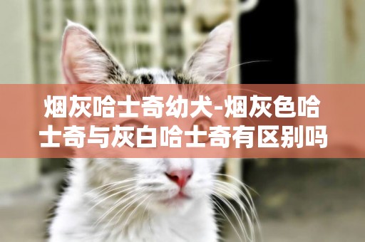 煙灰哈士奇幼犬-煙灰色哈士奇與灰白哈士奇有區別嗎？