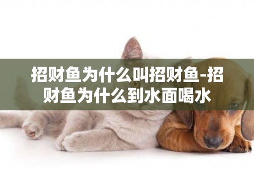 招財魚為什么叫招財魚-招財魚為什么到水面喝水