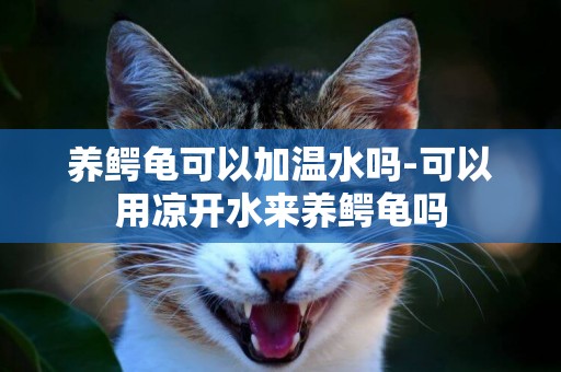 養鱷龜可以加溫水嗎-可以用涼開水來養鱷龜嗎