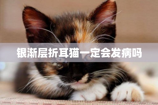 銀漸層折耳貓一定會發病嗎