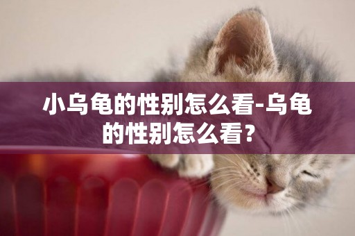 小烏龜的性別怎么看-烏龜的性別怎么看？