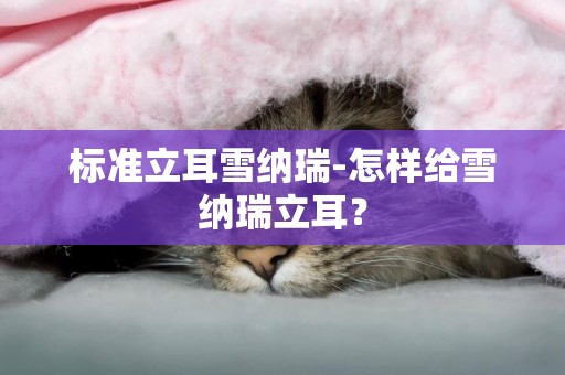 標準立耳雪納瑞-怎樣給雪納瑞立耳？